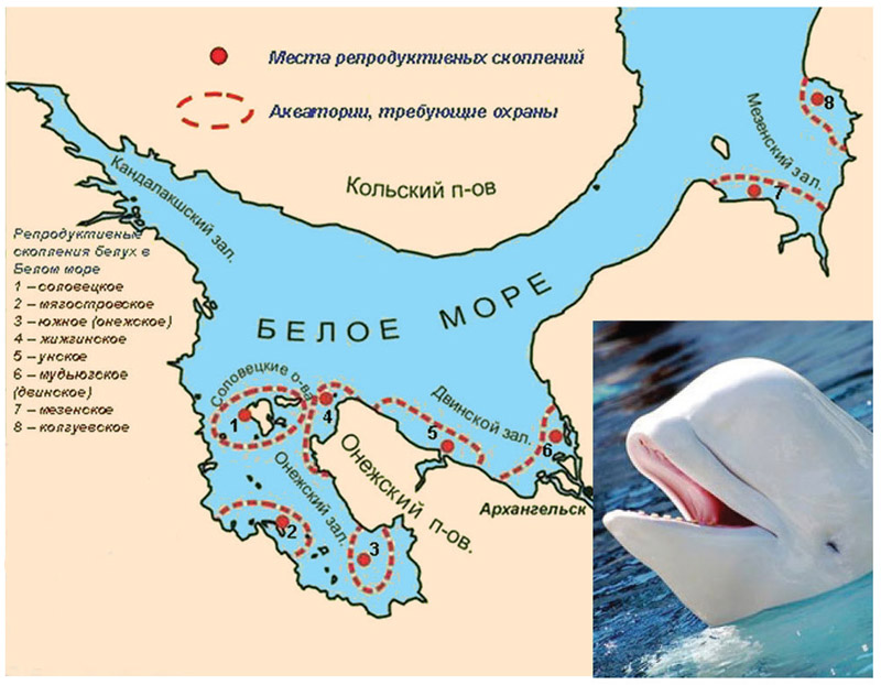 Localization of pre-natal schools of porpoises (Delphinaterus leucas Pall.) -their critical habitats in the White Sea Localization of pre-natal schools of porpoises (Delphinaterus leucas Pall.) -their critical habitats in the White Sea
