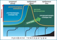 Building-up of high biological productivity within the hydrophysical front