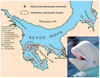 Localization of pre-natal schools of porpoises (Delphinaterus leucas Pall.) -their critical habitats in the White Sea Localization of pre-natal schools of porpoises (Delphinaterus leucas Pall.) -their critical habitats in the White Sea