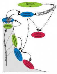 Nanobiota trophic chains in the Lost City hydrothermal field