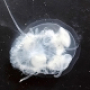 Oceanologists have discovered a predatory jellyfish in Astrakhan's waters.