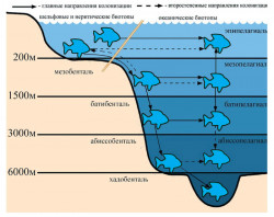 Пути заселения рыбами океанических биотопов