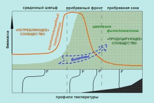 Формирование «локального культиватора» планктона