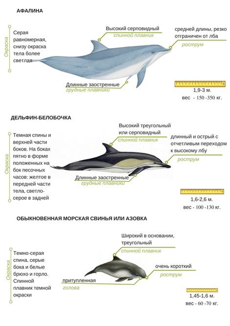 Дельфины Черного Моря Фото