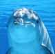 Дельфины под опекой. Как «Роснефть» помогает российским ученым