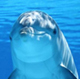 Дельфины под опекой. Как «Роснефть» помогает российским ученым