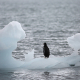 Cеверный Ледовитый океан может перестать замерзать в сентябре уже к 2055 году