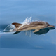 Впервые за 30 лет российские ученые комплексно изучают дельфинов Черного моря