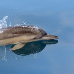 19 февраля - День защиты морских млекопитающих