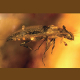 Новые данные о жуках-бифиллидах из балтийского янтаря важны для понимания палеоклимата