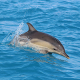 В России научили ИИ обнаруживать дельфинов по их свисту