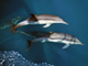Ученые рассказали о первых итогах изучения дельфинов Черного моря